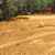 1000262966